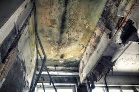 Best Mold Prevention Services  in Minot Af, ND